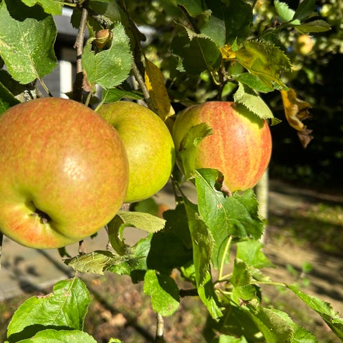 Stalen Mes Op Snijplank